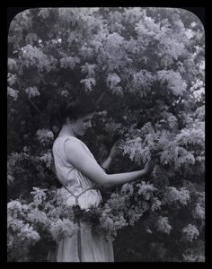 Cootamundra Wattle